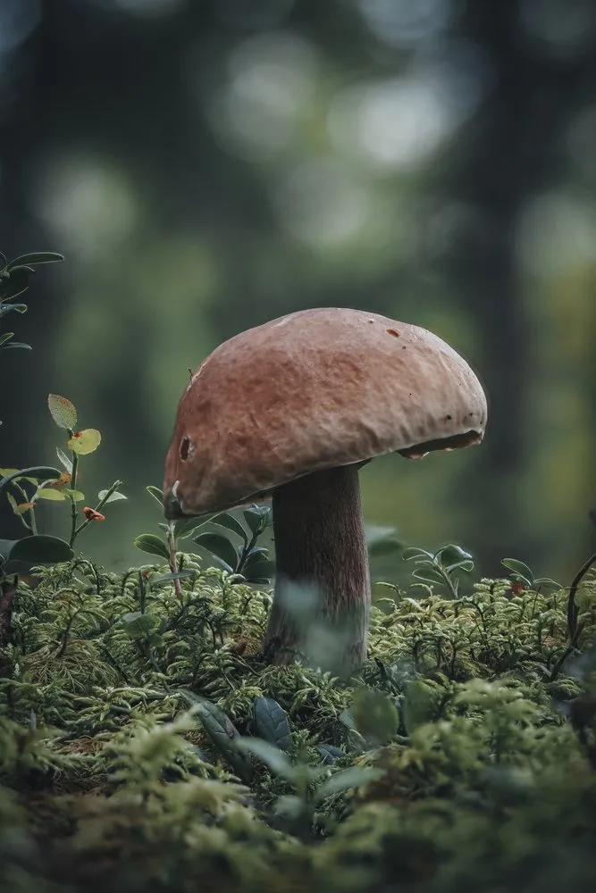 Svaber hygienisk 60cm